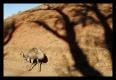 Flinders Ranges National Park 4