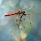 Sympetrum depressiusculum - vážka smáčklá